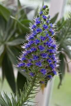 Image of Echium webbii Coincy