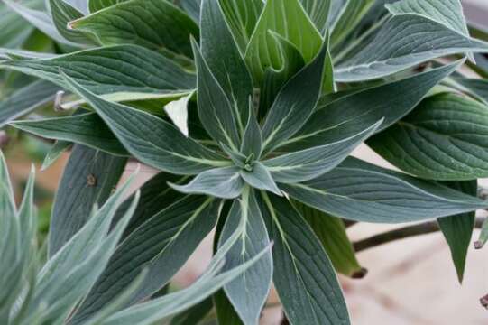 Image of Echium webbii Coincy