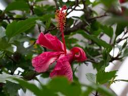 Imagem de Hibiscus