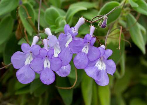 Слика од Streptocarpus