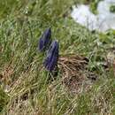 صورة Gentiana alpina Vill.