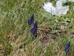 Image of Gentiana alpina Vill.