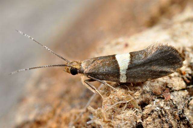 Image of diamondback moths