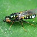 Image of Soldier fly