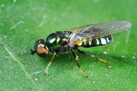 Image of Microchrysa