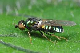 Image of Microchrysa