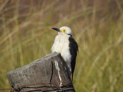 Image of White Woodpecker