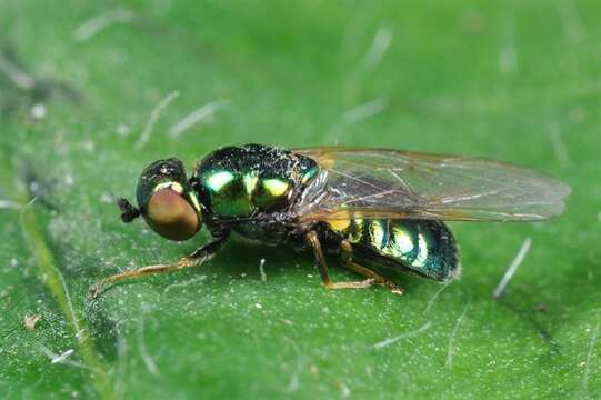 Image of Microchrysa