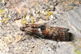 Image of Phycita