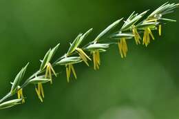 Image of Wildrye or Wheatgrass