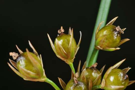 صورة Juncus filiformis L.