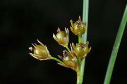 صورة Juncus filiformis L.