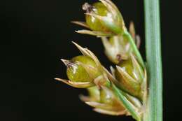 صورة Juncus filiformis L.