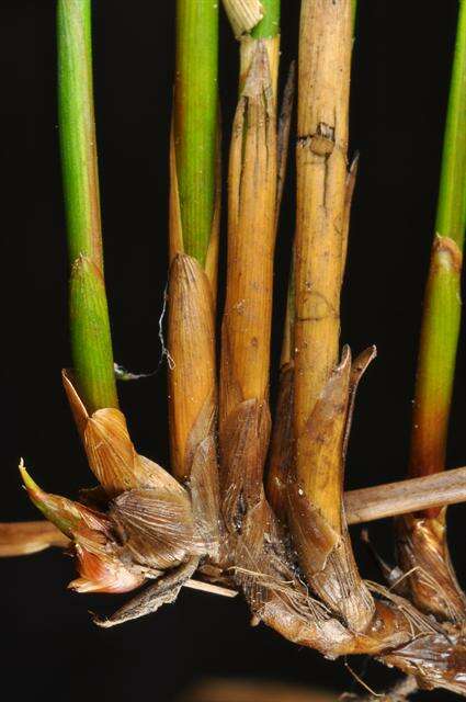 صورة Juncus filiformis L.