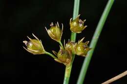 صورة Juncus filiformis L.