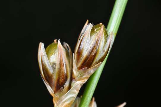 Juncus squarrosus L. resmi