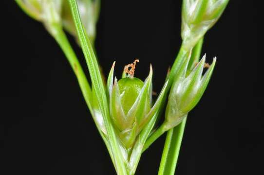 Image of Slender rush