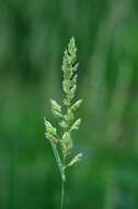 Image of canarygrass