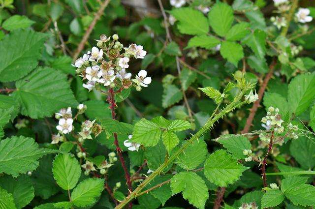 Image of Rubus infestus Weihe ex Boenn.