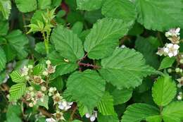 Image of Rubus infestus Weihe ex Boenn.