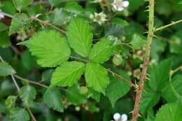 Image of Rubus infestus Weihe ex Boenn.