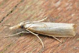 صورة Agriphila