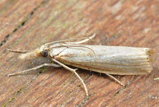 Image de Agriphila