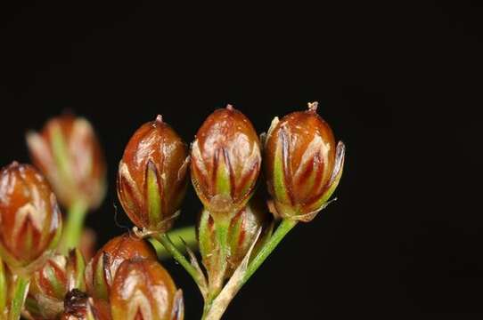 Image of Round-fruited Rush