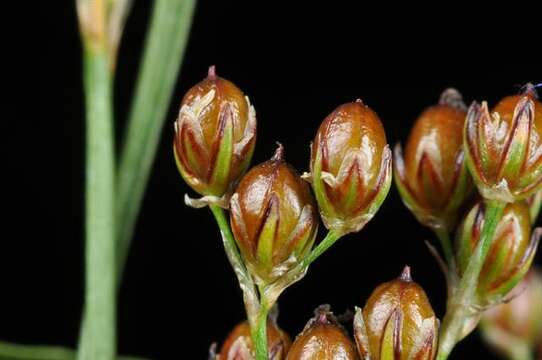 Image of Round-fruited Rush