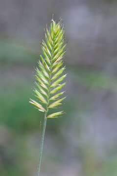 Image of wheatgrass