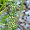 Image de Artemisia chamaemelifolia Vill.