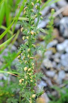 صورة Artemisia chamaemelifolia Vill.