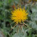 Centaurea odyssei Wagenitz resmi