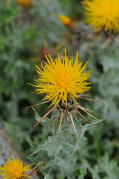 Centaurea odyssei Wagenitz resmi