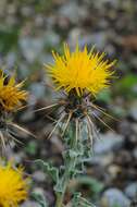 Centaurea odyssei Wagenitz resmi