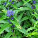 Image of Gentiana siphonantha Maxim. ex Kuzn.