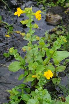 Image of <i>Mimulus guttatus</i>