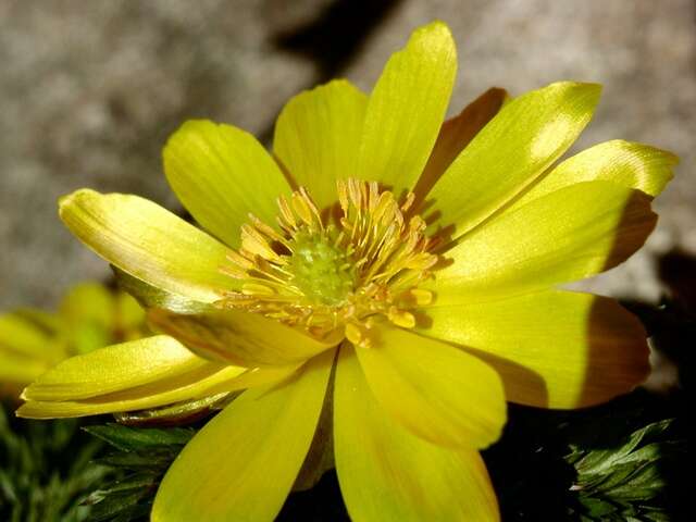 Image of pheasant's eye