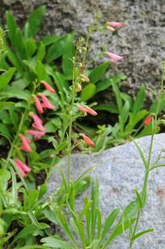 Image of beardlip penstemon