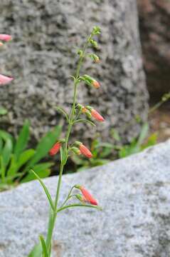 Image of beardlip penstemon