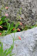 Image de Penstemon barbatus (Cav.) Roth