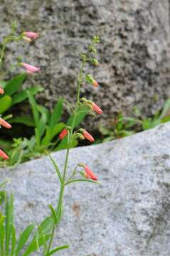 Image of beardlip penstemon