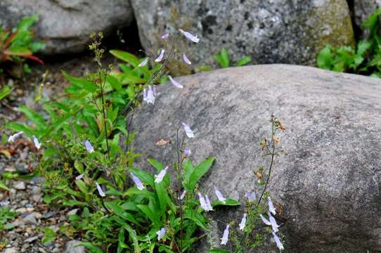 Image of Watson's penstemon