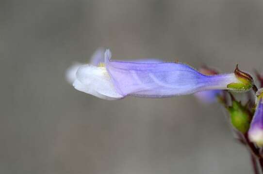 Image of Watson's penstemon