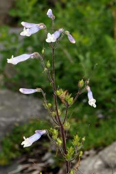 Image of Watson's penstemon