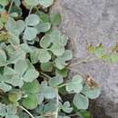 Image of Potentilla speciosa Willd.