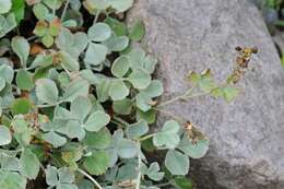 Imagem de Potentilla speciosa Willd.