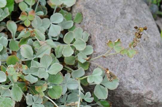 Image of Potentilla speciosa Willd.