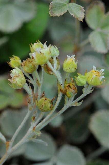 Imagem de Potentilla speciosa Willd.