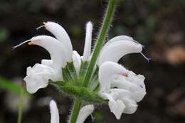 Salvia argentea L.的圖片